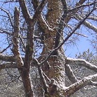 ��Ђ̐V���Ј����C�̍ہA���N�����ĎB�e�B